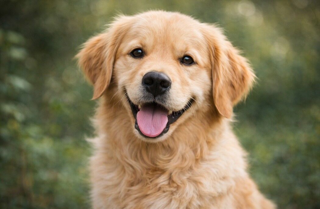 Vet Life Hipoalerjenik Köpek Maması Ne İçin Tercih Edilir?